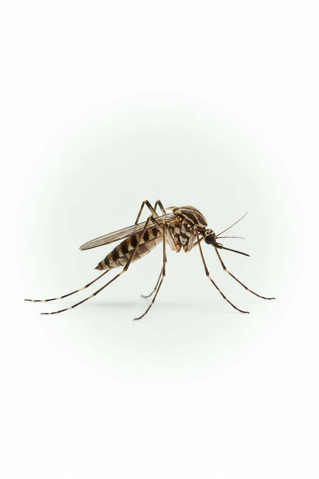 Mosquitoes